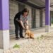 Recolhido “quase cadáver”, Lucky  é a mascote do canil de Ourém