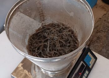 Operação stop da GNR apanha 42 quilos de meixão em Leiria