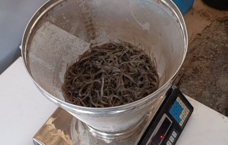 Operação stop da GNR apanha 42 quilos de meixão em Leiria