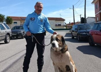 Brigada de Protecção Ambiental de Leiria recolheu “cão de grande porte”