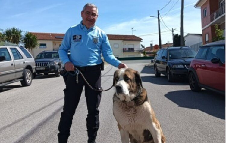 Brigada de Protecção Ambiental de Leiria recolheu “cão de grande porte”