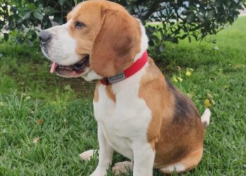 Desaparecido há quase um ano, Max foi encontrado a cerca de 40 km de casa