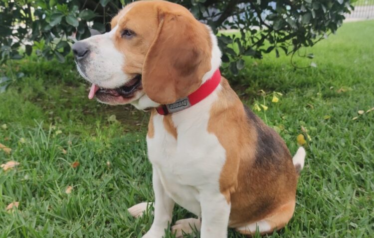Desaparecido há quase um ano, Max foi encontrado a cerca de 40 km de casa