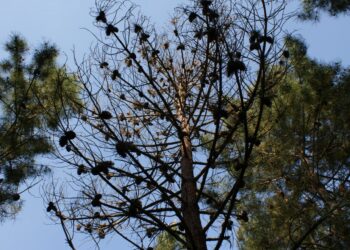 Propostas duas áreas de  gestão integrada  da paisagem em Leiria