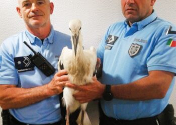 PSP salva cegonha ferida em Leiria