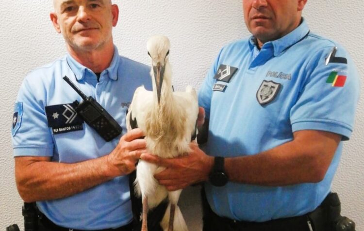 PSP salva cegonha ferida em Leiria