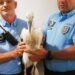 PSP salva cegonha ferida em Leiria