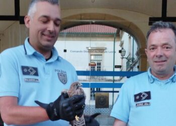 PSP resgata falcão peneireiro em Leiria