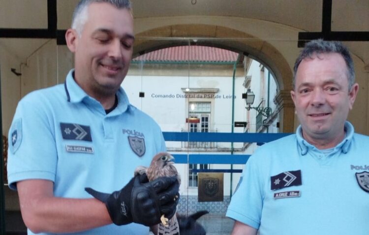 PSP resgata falcão peneireiro em Leiria