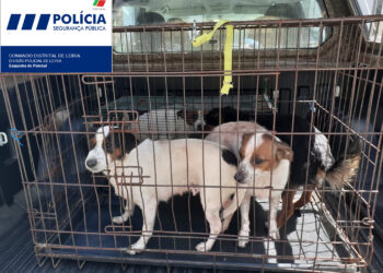 PSP resgata cães deixados em casa devoluta em Pombal