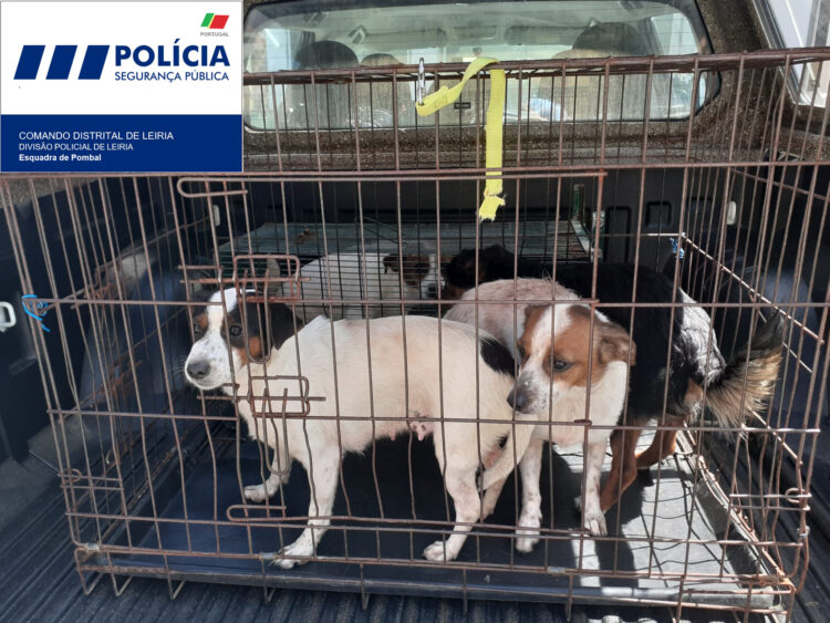 PSP resgata cães deixados em casa devoluta em Pombal