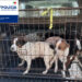 PSP resgata cães deixados em casa devoluta em Pombal