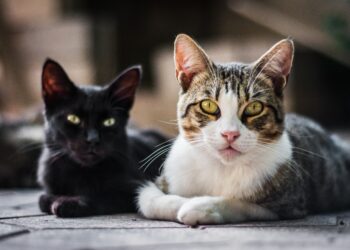 Moradores reclamam de “epidemia de gatos”