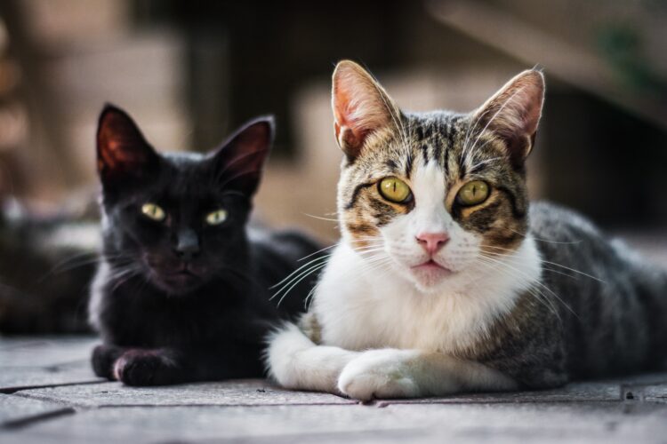 Moradores reclamam de “epidemia de gatos”