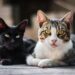 Moradores reclamam de “epidemia de gatos”