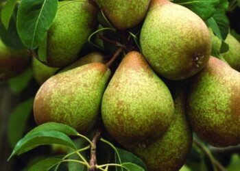 Interpera debate futuro da fruta nacional mais exportada em Óbidos