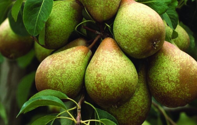 Interpera debate futuro da fruta nacional mais exportada em Óbidos