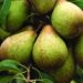 Interpera debate futuro da fruta nacional mais exportada em Óbidos