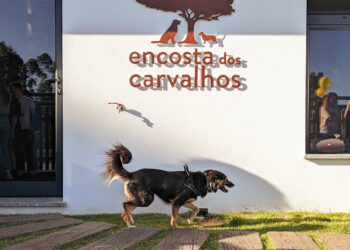 Pousada canina Encosta dos Carvalhos ganha novas instalações