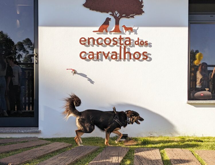 Pousada canina Encosta dos Carvalhos ganha novas instalações