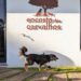 Pousada canina Encosta dos Carvalhos ganha novas instalações