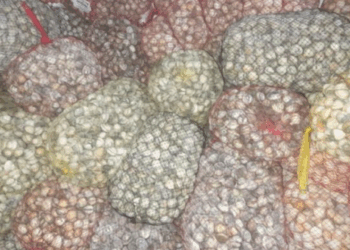 ASAE apreende 2,5 toneladas de bivalves em unidade ilegal na Caldas da Rainha