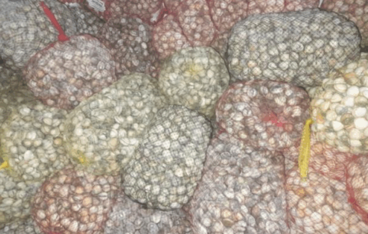 ASAE apreende 2,5 toneladas de bivalves em unidade ilegal na Caldas da Rainha