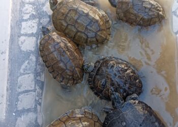 PSP recolhe cágados e tartarugas em cativeiro num restaurante em Leiria