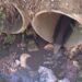 “Descarga violenta” de efluente suinícola detectada esta tarde na ribeira dos Milagres