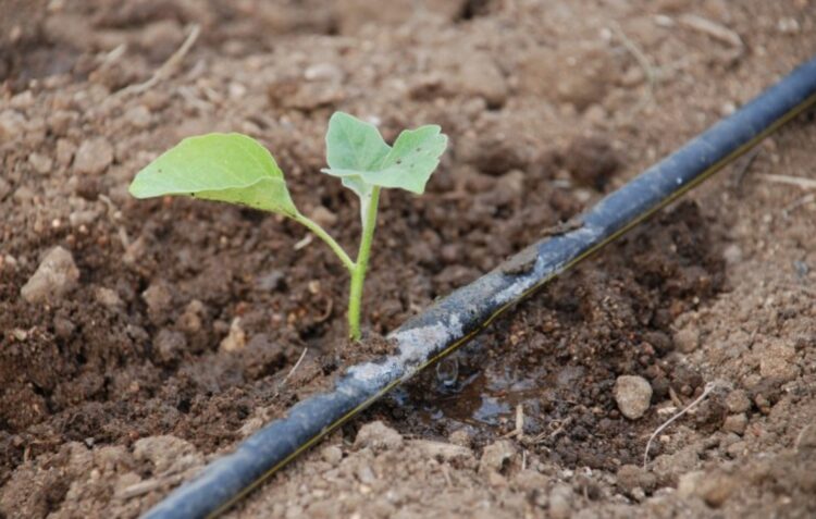 Alterações climáticas obrigam a adaptar regadio no Vale do Lis para garantir disponibilidade de água