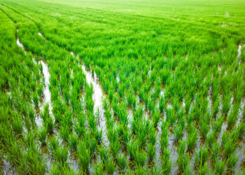 Regadio beneficia 60 hectares de arrozais no Louriçal