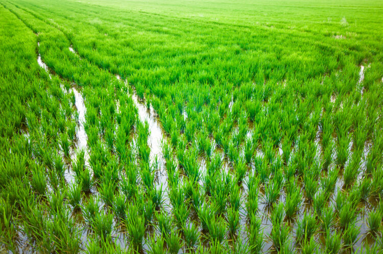 Regadio beneficia 60 hectares de arrozais no Louriçal
