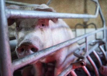 Tensão entre China e UE aflige produtores de carne de porco