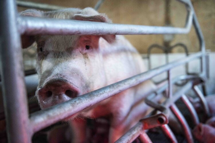 Tensão entre China e UE aflige produtores de carne de porco