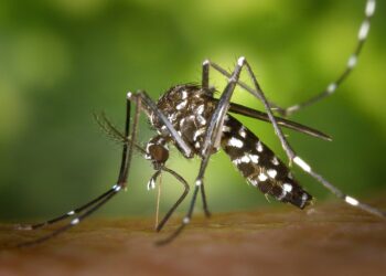 DGS detecta mosquito transmissor de dengue e zika no concelho de Pombal
