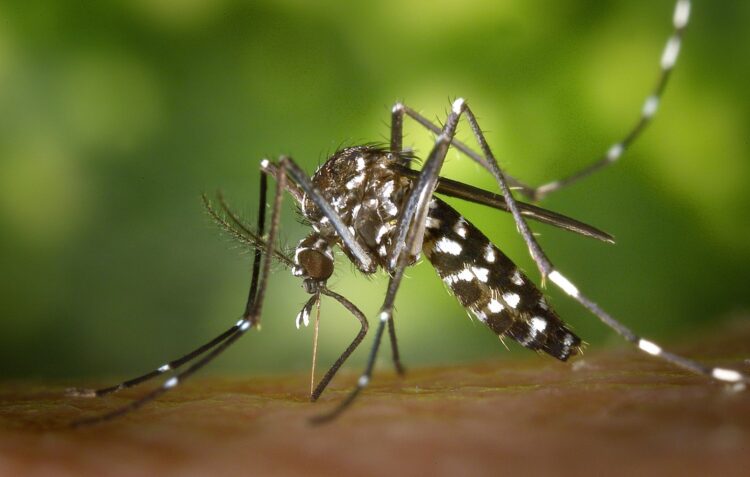 DGS detecta mosquito transmissor de dengue e zika no concelho de Pombal