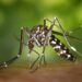 DGS detecta mosquito transmissor de dengue e zika no concelho de Pombal
