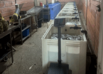 ASAE apreende 631 quilos de moluscos bivalves e crustáceos em Caldas da Rainha