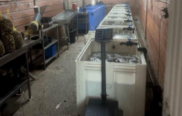 ASAE apreende 631 quilos de moluscos bivalves e crustáceos em Caldas da Rainha