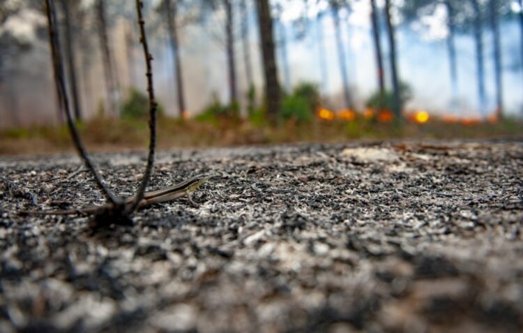Incêndio em Ourém em conclusão