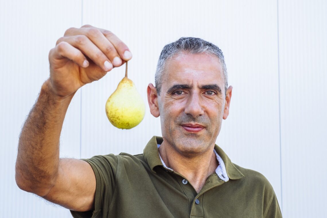 Produtores de pêra rocha revêem números e temem produção “ao nível ou ligeiramente inferior à do ano passado”