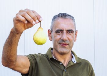 Produtores de pêra rocha revêem números e temem produção “ao nível ou ligeiramente inferior à do ano passado”