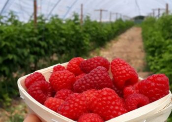 Exportação de framboesa aumenta a nível nacional, com contributo de Leiria
