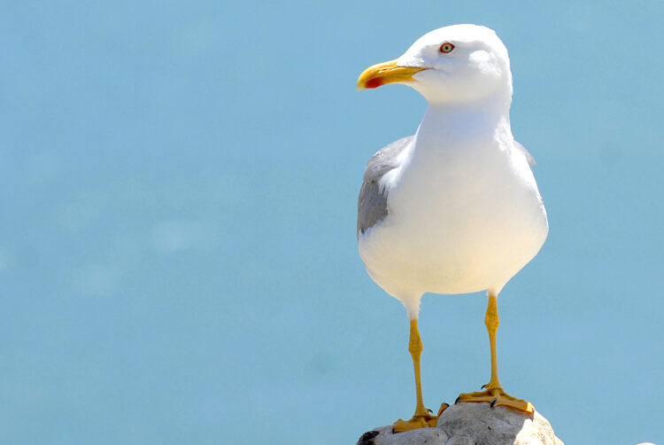 Detectado um caso de gripe das aves em gaivota na região