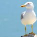 Detectado um caso de gripe das aves em gaivota na região