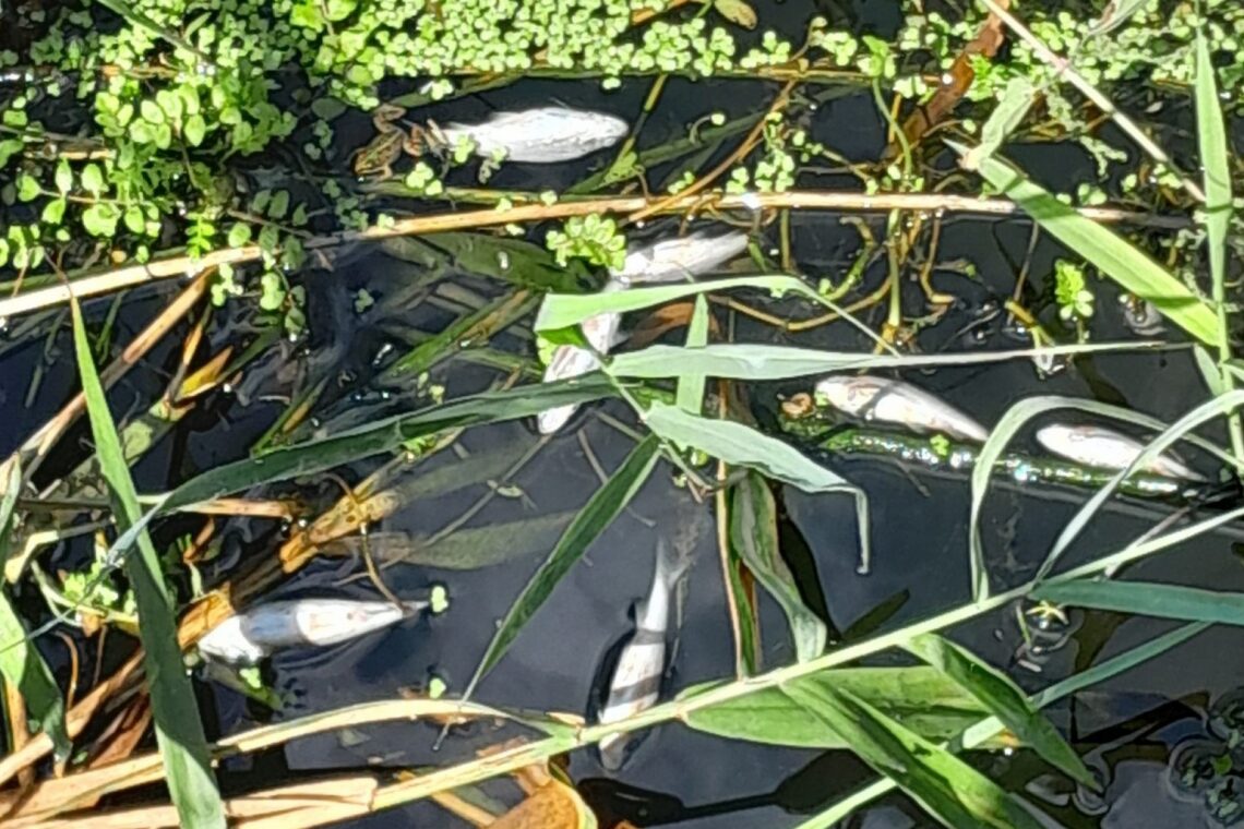 Peixes mortos são indício de poluição, alertam ambientalistas