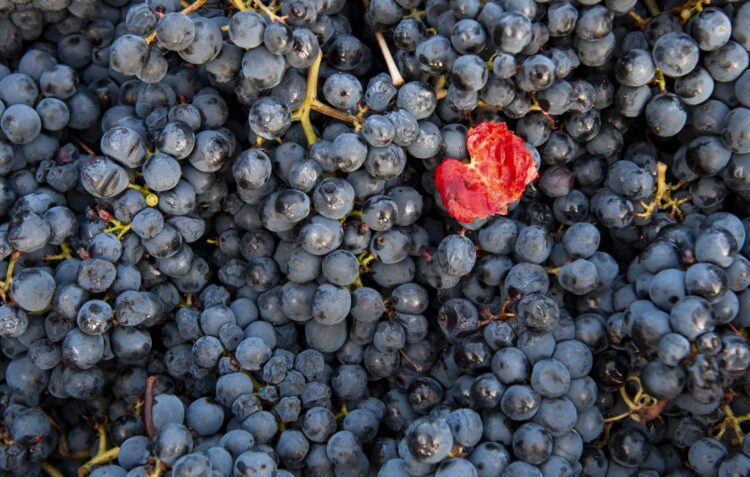 Festival do Vinho e Feira da Pera Rocha regressam ao Bombarral