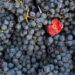 Festival do Vinho e Feira da Pera Rocha regressam ao Bombarral