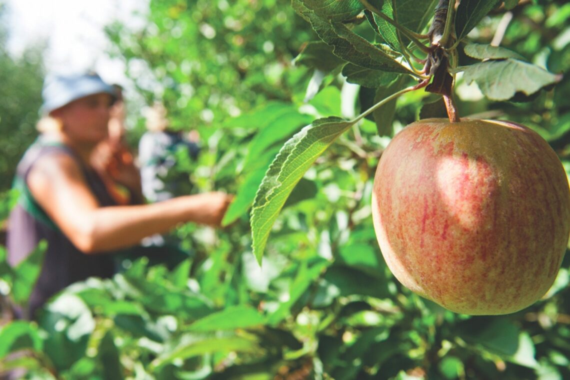 Primeiras colheitas de Maçã de Alcobaça indicam menos 30% de produção do que num ano normal devido às alterações climáticas