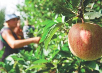 Primeiras colheitas de Maçã de Alcobaça indicam menos 30% de produção do que num ano normal devido às alterações climáticas